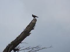 Buteo buteo vulpinus