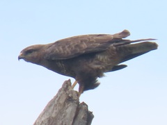 Buteo buteo vulpinus