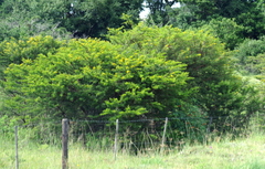 Vachellia karroo