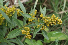 Searsia harveyi