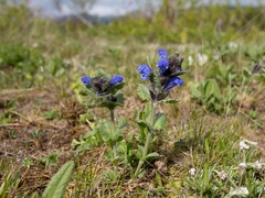 Dracocephalum grandiflorum