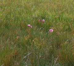 Crinum campanulatum