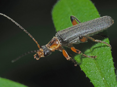 Cantharis nigricans