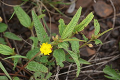 Corchorus confusus