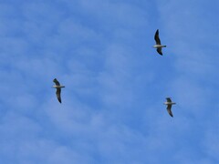 Larus fuscus