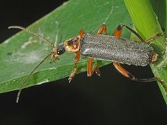Cantharis nigricans