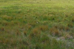 Crinum campanulatum