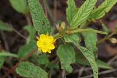 Corchorus confusus