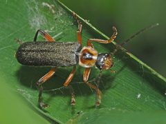 Cantharis nigricans