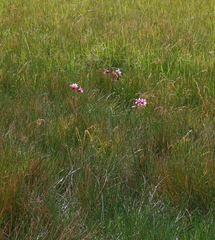 Crinum campanulatum