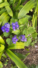 Pericallis × hybrida