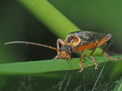 Cantharis nigricans