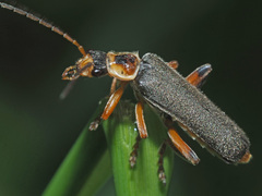Cantharis nigricans
