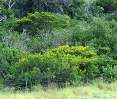Vachellia karroo