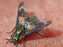 Chrysops caecutiens