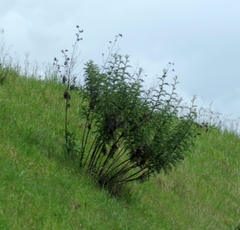 Berkheya bipinnatifida