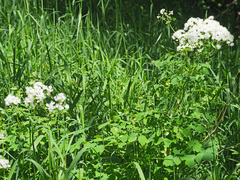 Thalictrum aquilegiifolium