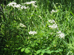 Thalictrum aquilegiifolium