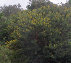 Vachellia karroo