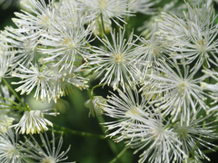 Thalictrum aquilegiifolium