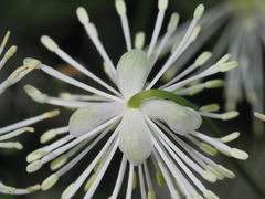 Thalictrum aquilegiifolium