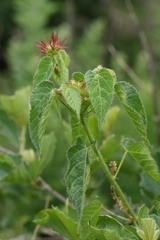 Acalypha villicaulis