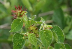 Acalypha villicaulis