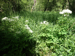 Thalictrum aquilegiifolium