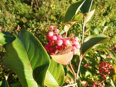 Viburnum cassinoides image