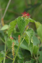 Acalypha villicaulis