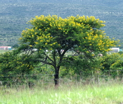 Vachellia karroo