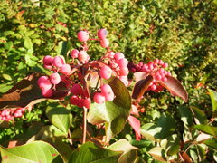 Viburnum cassinoides image