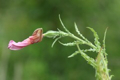 Oenothera tetraptera