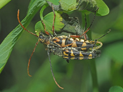 Leptura annularis