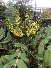 Berberis × hortensis