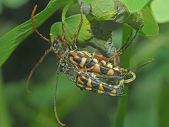 Leptura annularis