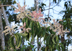 Triplaris americana