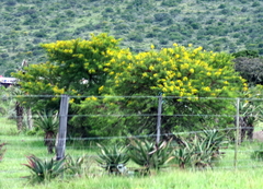 Vachellia karroo