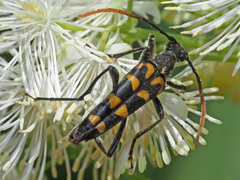 Leptura annularis