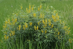 Eriosema psoraleoides