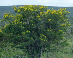 Vachellia karroo