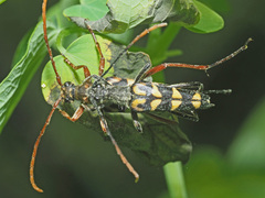 Leptura annularis