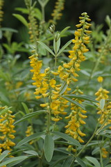 Eriosema psoraleoides