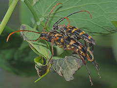 Leptura annularis