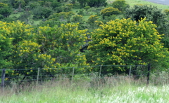 Vachellia karroo