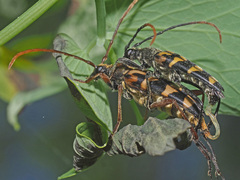 Leptura annularis