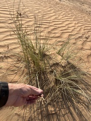 Cyperus conglomeratus