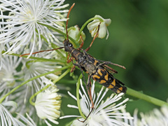 Leptura annularis