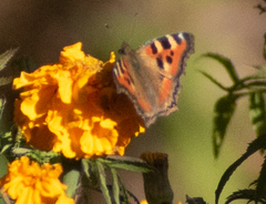 Aglais caschmirensis