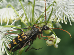 Leptura annularis
